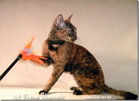 Ural Rex cat Ural Rex cat