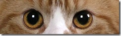 Copper orange cat eyes