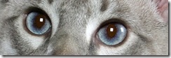 Blue cat eyes