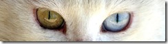 Odd-eyed Van cat
