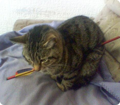 cat shot by crossbow