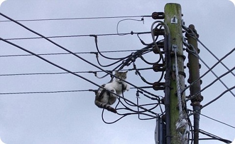 cat-trapped-up-power-cables
