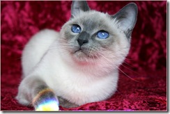 blue-point-traditional-siamese-cat