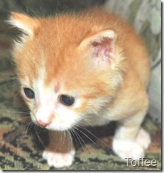 Nile Valley Egyptian Cat Nile Valley Egyptian Cat