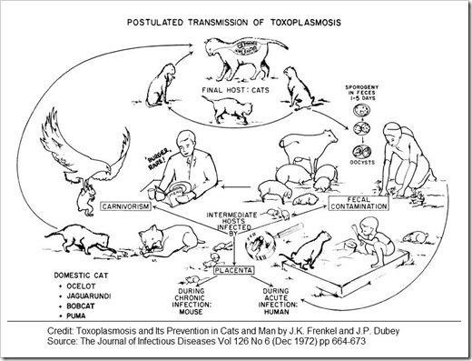 toxoplasmosis transmission 