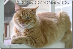 Milo a rescued cat in Malta