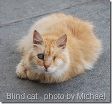 blind cat on Malta rooftop