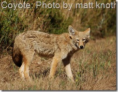 coyote