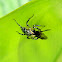 jumping spider with prey