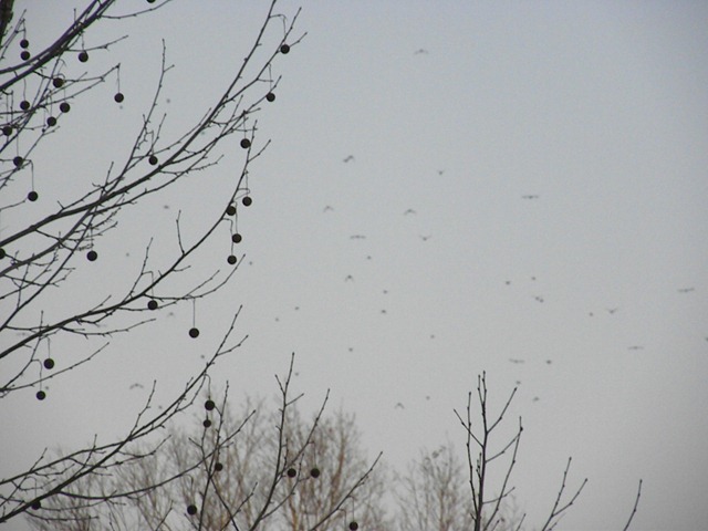 [migrating birds[3].jpg]