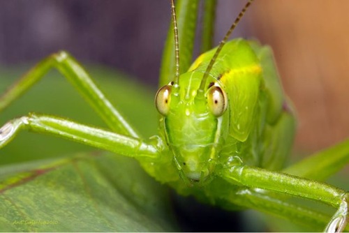 mantis staring