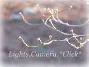 Lights.Camera.*Click*