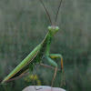 Praying mantis