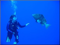 im4SCUBA: get your recreational credentials! Some experiences cannot be had by just snorkeling, such as Melissa making friends with this huge grouper: