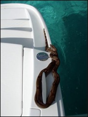 im3Sometimes you have unwelcome guests aboard like this Red Tailed Boa that we found one morning in Panama’s San Blas islands. And this is representative of people too. Just because someone is out cruising, it does not mean they are folks you want anything to do with, so take your time getting to know people and don’t become bosom-buddies too quickly
