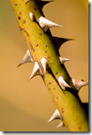 thorns 250x376