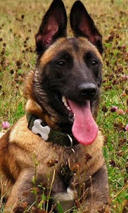 Belgian Malinois Wallpapers Screenshots 5