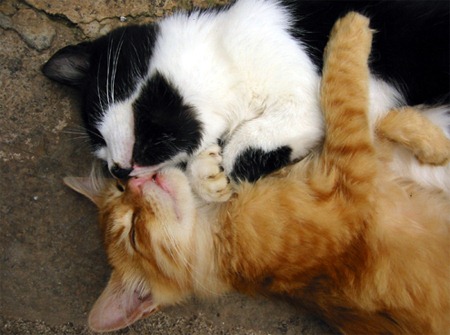 [beso de gatos (9)[2].jpg]