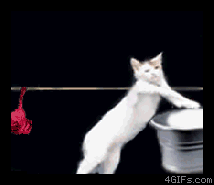 Cats_doing_laundry