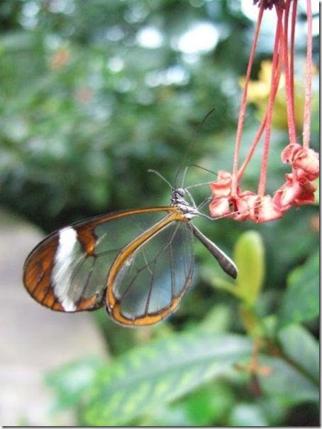 mariposa transparente blogdeimagenes-com (7)