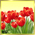 tulip_724242424242525242624 tulip_724242424242525242624