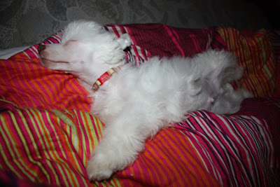 20091206_07.jpg