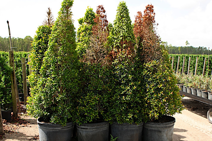 TREC Plant Diagnostic Clinic: Disease of the month: Dieback of Eugenia