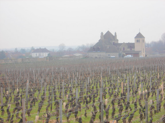 burgundy vineyard, france