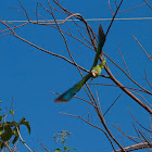 The Grand Cayman Parrot