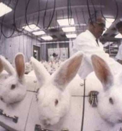 animal testing pictures. Cosmetic Animal Testing