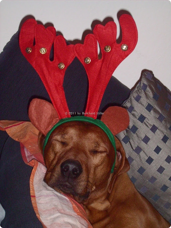 Bruno the black-nose Reindeer