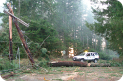 Take Winter By Storm: downed trees