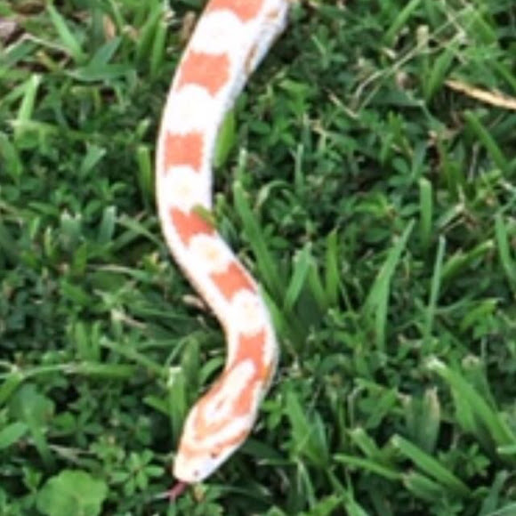 Candy Cane Corn Snake Project Noah