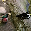 Wood Duck or Carolina Duck(male) and Hooded Merganser(male)