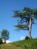 Trdoživo drevo na Kalu