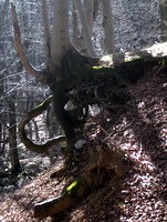 Mreža korenin kljubuje eroziji