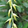 Orquídea Stelis