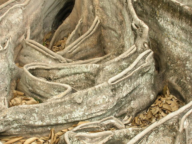 Southwest Florida, Nature Photo