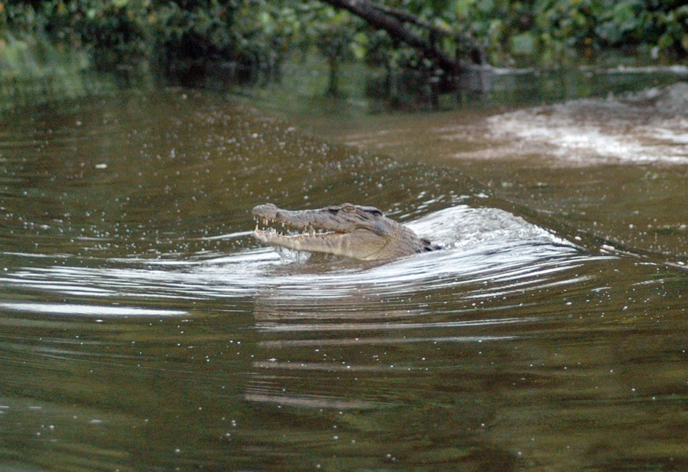 Saltwater or estuarine crocodile