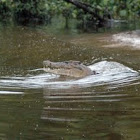 Saltwater or estuarine crocodile