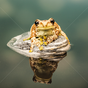 by Nigel Atkins - Animals Amphibians