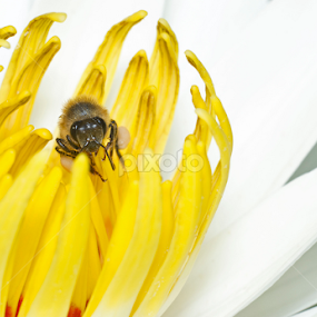 Working by Henry Salvador - Animals Insects & Spiders