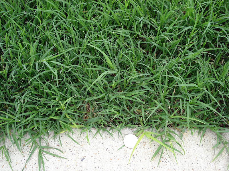 ID bermuda grass - Paging Texas Weed...