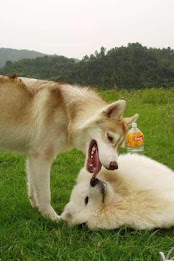 Samoyed Puzzle poster 4