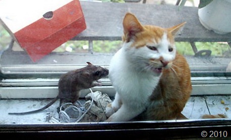 friendship-cat-mouse
