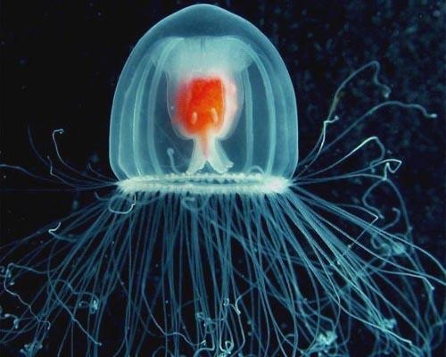 [7 Animals With the Longest Life Spans - jellyfish[5].jpg]
