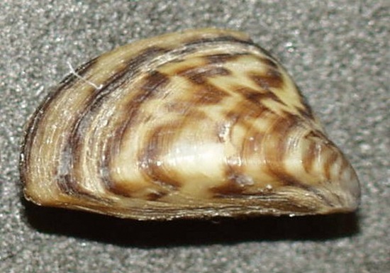 zebra-mussel