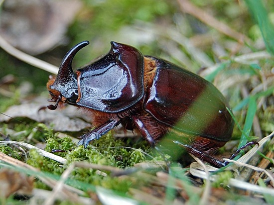 1. Rhinoceros Beetle