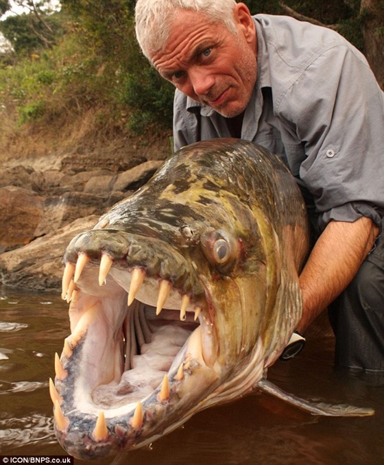 River Monster - Giant Piranha 01