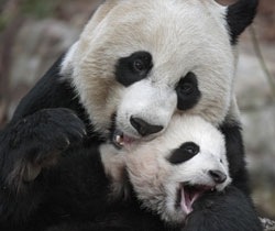 panda-couple-picture